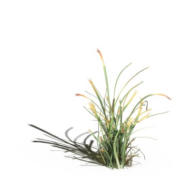 3d rendered floral illustration isolated on white