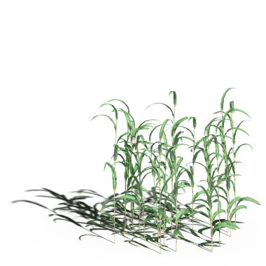 3d rendered floral illustration isolated on white