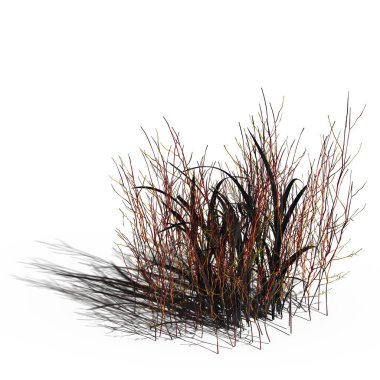 3d rendered floral illustration isolated on white