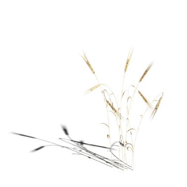 3d rendered floral illustration isolated on white