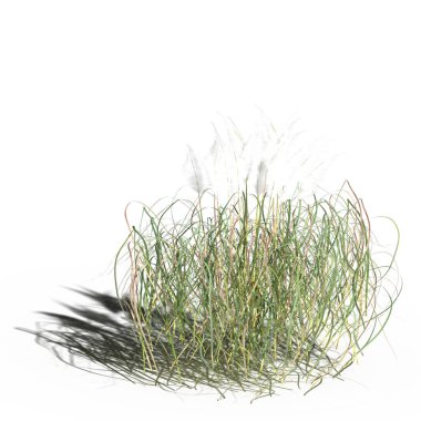 3d rendered floral illustration isolated on white