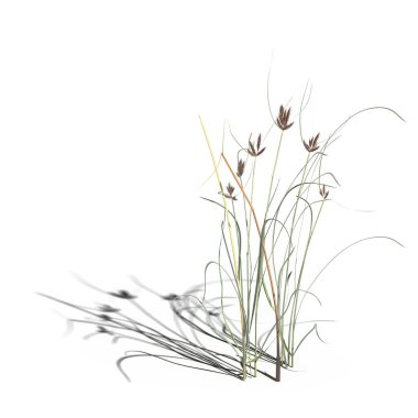 3d rendered floral illustration isolated on white