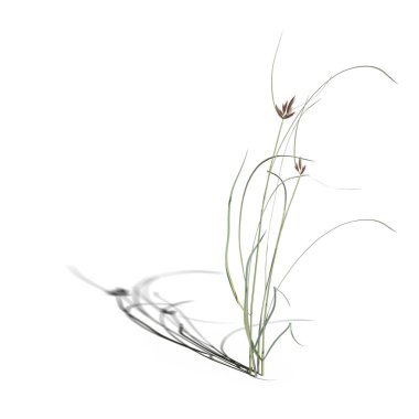 3d rendered floral illustration isolated on white