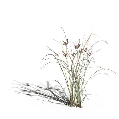 3d rendered floral illustration isolated on white