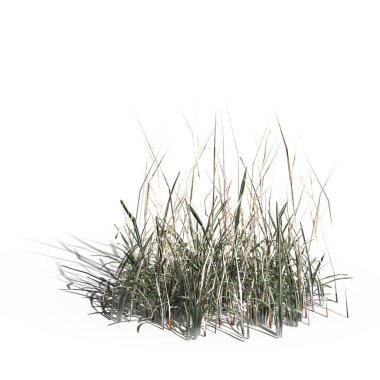 3d rendered floral illustration isolated on white