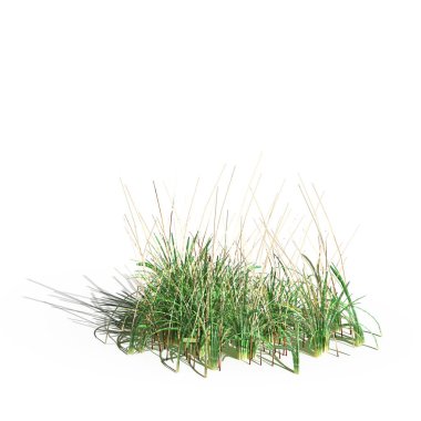 3d rendered floral illustration isolated on white