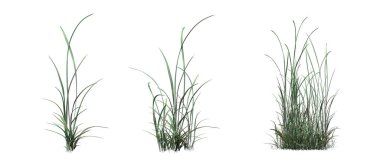 3d rendered floral illustration isolated on white