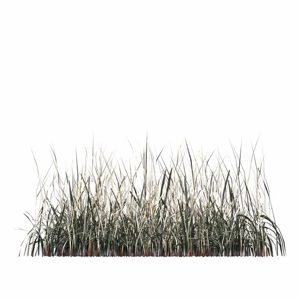 3d rendered floral illustration isolated on white