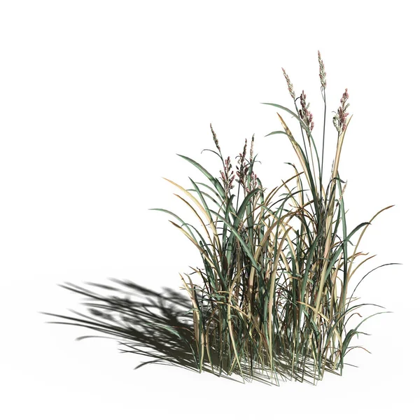 3d rendered floral illustration isolated on white