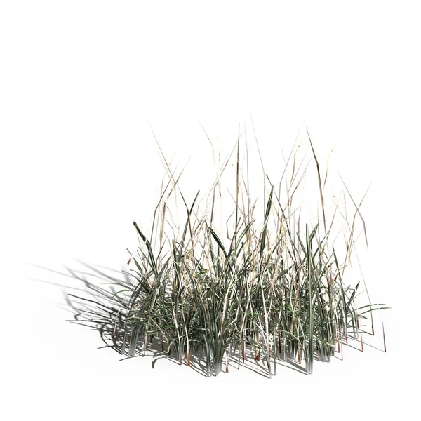 3d rendered floral illustration isolated on white