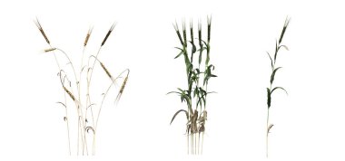 3d rendered floral illustration isolated on white