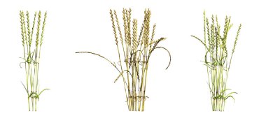 3d rendered floral illustration isolated on white