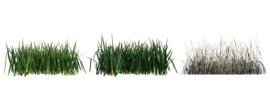 3d rendered floral illustration isolated on white