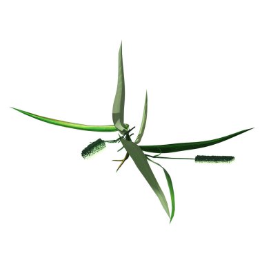 wild field grass, top view, isolated on white background, 3D illustration, cg render