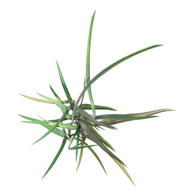 wild field grass, top view, isolated on white background, 3D illustration, cg render