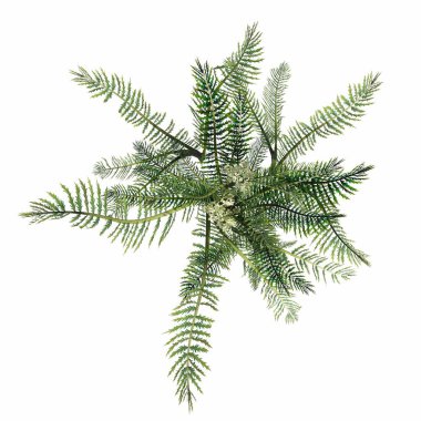 wild field grass, top view, isolated on white background, 3D illustration, cg render