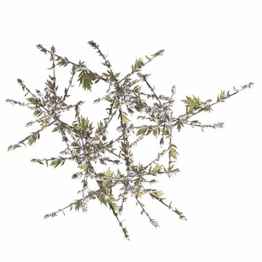 wild field grass, top view, isolated on white background, 3D illustration, cg render
