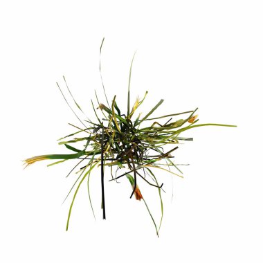 wild field grass, top view, isolated on white background, 3D illustration, cg render