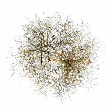 wild field grass, top view, isolated on white background, 3D illustration, cg render