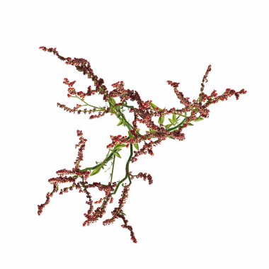 wild field grass, top view, isolated on white background, 3D illustration, cg render