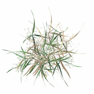 wild field grass, top view, isolated on white background, 3D illustration, cg render