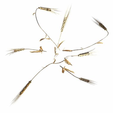 wild field grass, top view, isolated on white background, 3D illustration, cg render