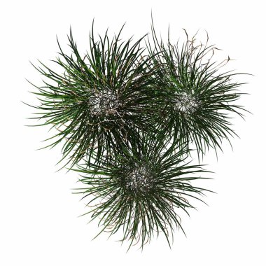 wild field grass, top view, isolated on white background, 3D illustration, cg render