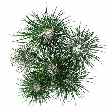 wild field grass, top view, isolated on white background, 3D illustration, cg render