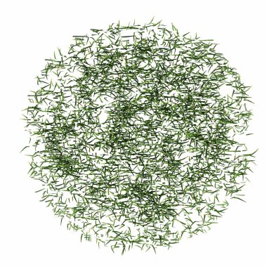 wild field grass, top view, isolated on white background, 3D illustration, cg render