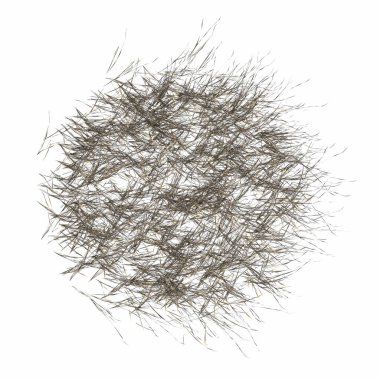wild field grass, top view, isolated on white background, 3D illustration, cg render