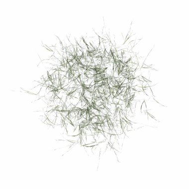 wild field grass, top view, isolated on white background, 3D illustration, cg render