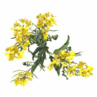 wild field grass, top view, isolated on white background, 3D illustration, cg render