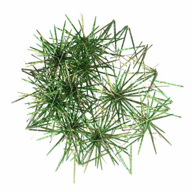 wild field grass, top view, isolated on white background, 3D illustration, cg render