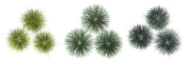 wild field grass, top view, isolated on white background, 3D illustration, cg render