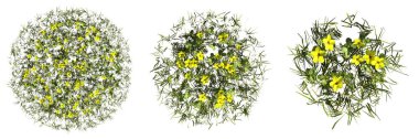 wild field grass, top view, isolated on white background, 3D illustration, cg render
