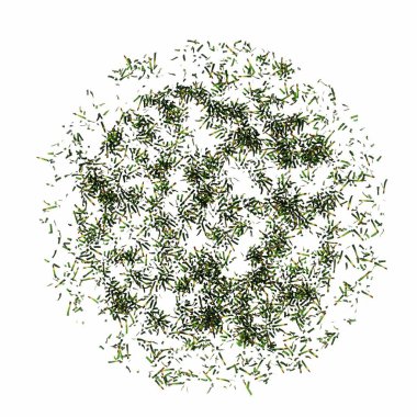 wild field grass, top view, isolated on white background, 3D illustration, cg render