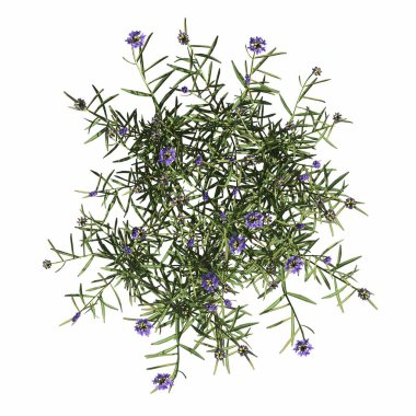 wild field grass, top view, isolated on white background, 3D illustration, cg render