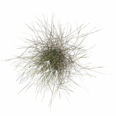 wild field grass, top view, isolated on white background, 3D illustration, cg render