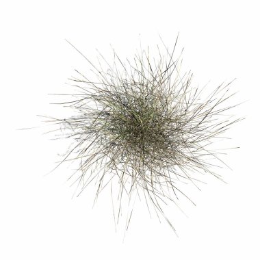 wild field grass, top view, isolated on white background, 3D illustration, cg render