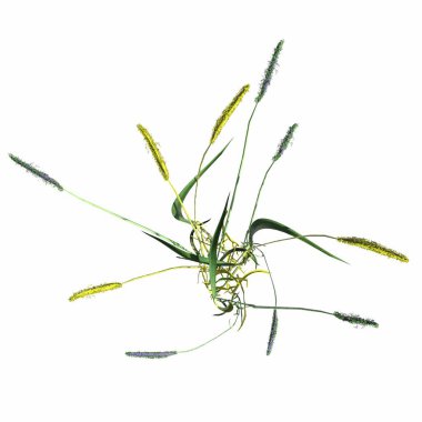 wild field grass, top view, isolated on white background, 3D illustration, cg render
