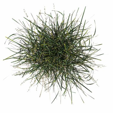 wild field grass, top view, isolated on white background, 3D illustration, cg render