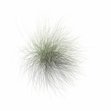 wild field grass, top view, isolated on white background, 3D illustration, cg render