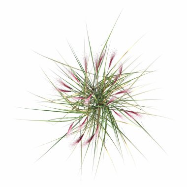 wild field grass, top view, isolated on white background, 3D illustration, cg render