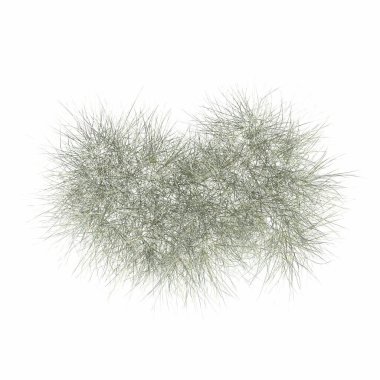 wild field grass, top view, isolated on white background, 3D illustration, cg render
