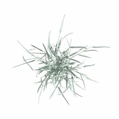 wild field grass, top view, isolated on white background, 3D illustration, cg render
