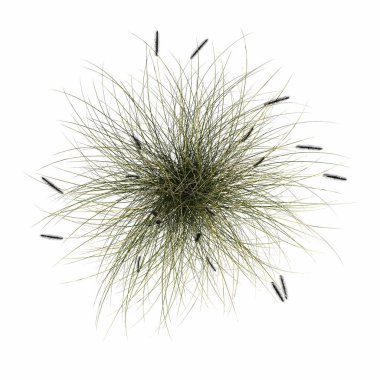 wild field grass, top view, isolated on white background, 3D illustration, cg render