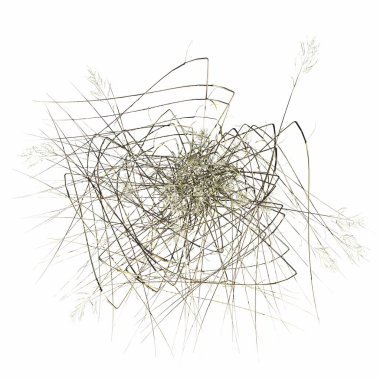 wild field grass, top view, isolated on white background, 3D illustration, cg render