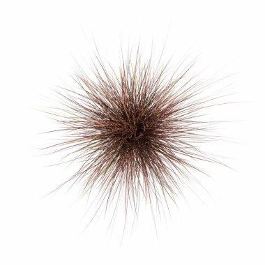 wild field grass, top view, isolated on white background, 3D illustration, cg render