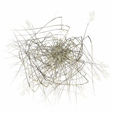 wild field grass, top view, isolated on white background, 3D illustration, cg render