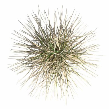 wild field grass, top view, isolated on white background, 3D illustration, cg render
